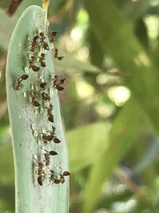 Crematogaster rogenhoferi