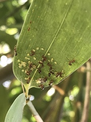 Crematogaster rogenhoferi