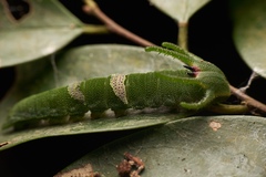 Polyura eudamippus formosana