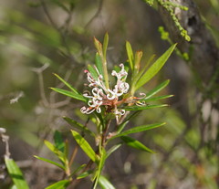 Grevillea phylicoides