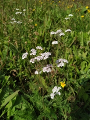Achillea millefolium