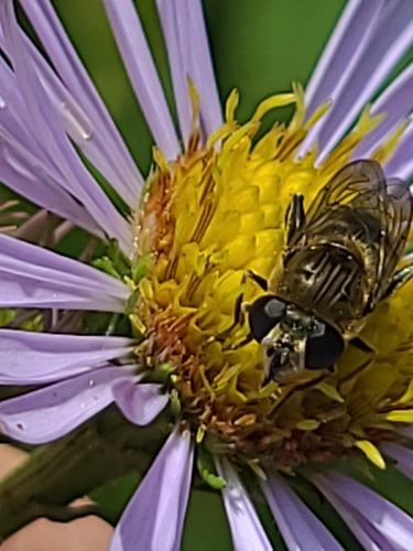 Unknown species found near Judith Basin, Montana, United States