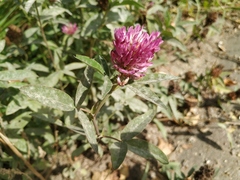 Trifolium medium