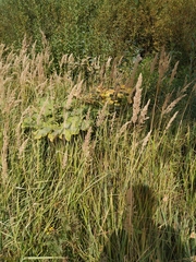 Calamagrostis epigejos