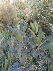 Salix triandra