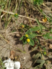 Medicago lupulina