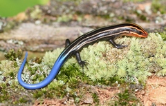 Plestiodon sumichrasti