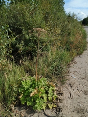 Heracleum sosnowskyi
