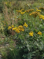 Tanacetum vulgare