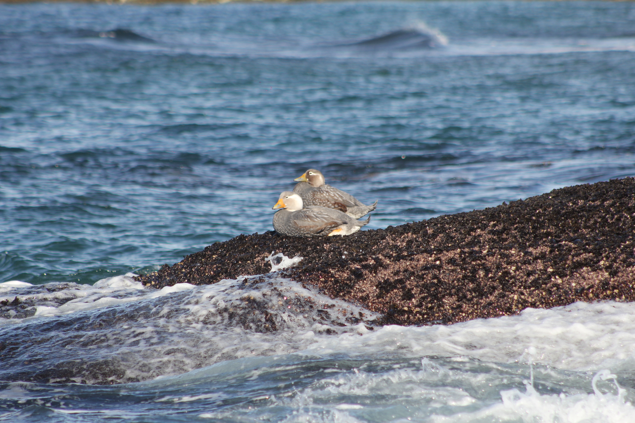 Chubut Steamer Duck (Tachyeres leucocephalus), photo 9