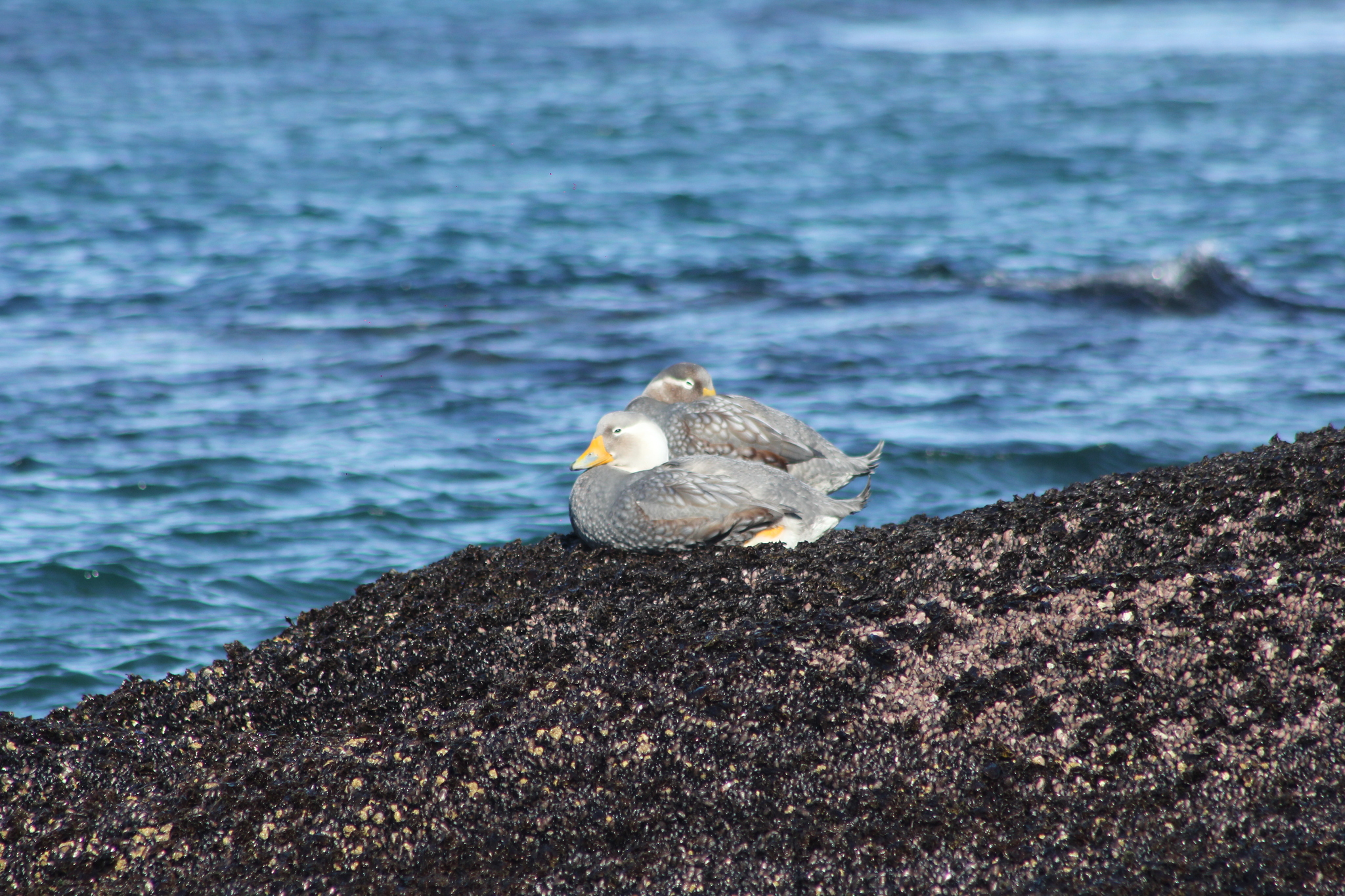 Chubut Steamer Duck (Tachyeres leucocephalus), photo 10