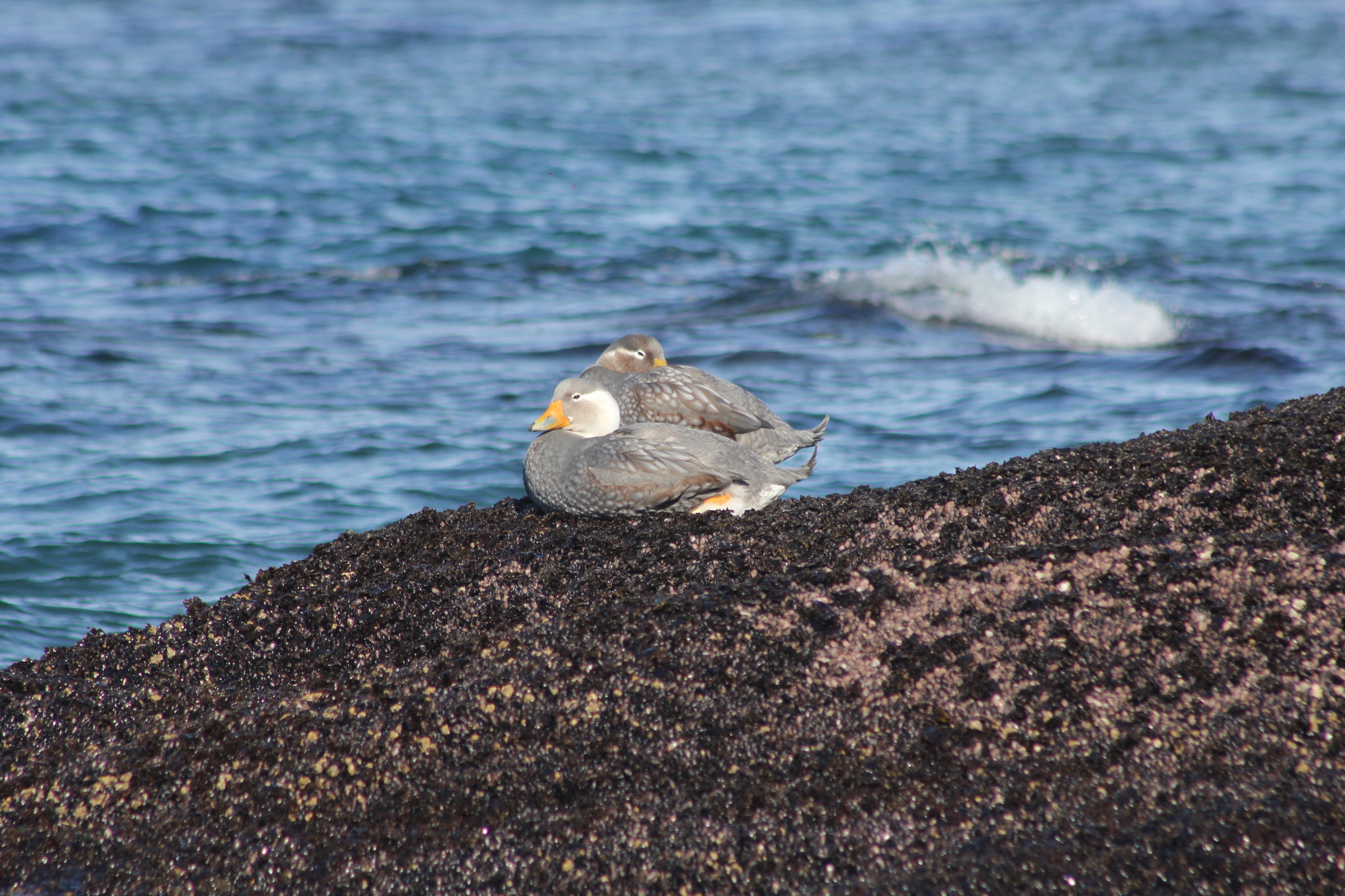 Chubut Steamer Duck (Tachyeres leucocephalus), photo 8