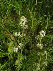 Galium mollugo