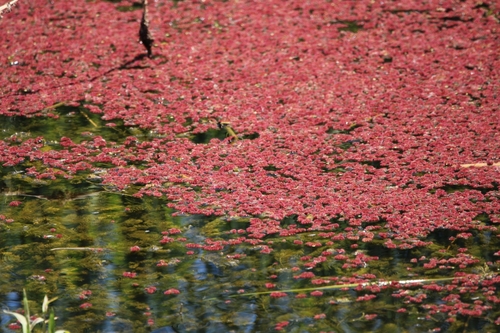 Azolla, 2025-08-23
