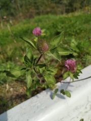 Trifolium pratense