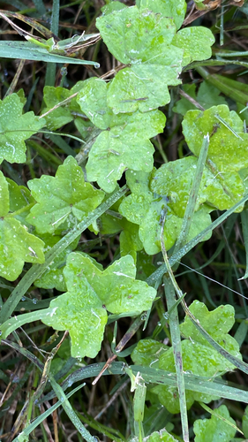 Hydrocotyle acutiloba, photograph 6