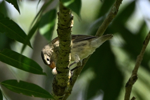 Small Tree Finch (Camarhynchus parvulus), photo 5