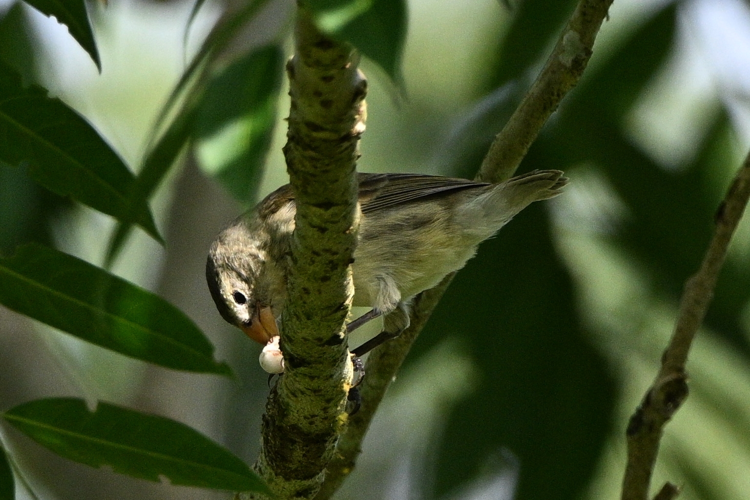 Small Tree Finch (Camarhynchus parvulus), photo 5