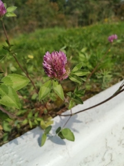Trifolium pratense