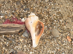 Hemifusus tuba