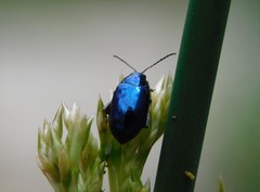 Arsipoda chrysis