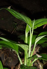 Duellmanohyla salvavida