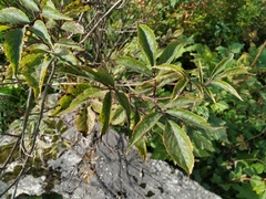 Sambucus racemosa