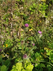 Cirsium vulgare