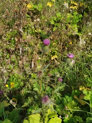 Cirsium vulgare