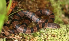 Stenorrhina degenhardtii