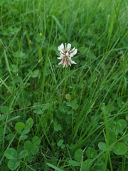 Trifolium repens