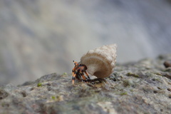 Clibanarius humilis