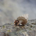 Humble Hermit Crab - Photo (c) もふ, some rights reserved (CC BY-NC), uploaded by もふ