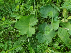 Alchemilla