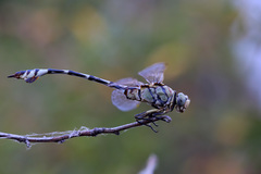 Lindenia tetraphylla