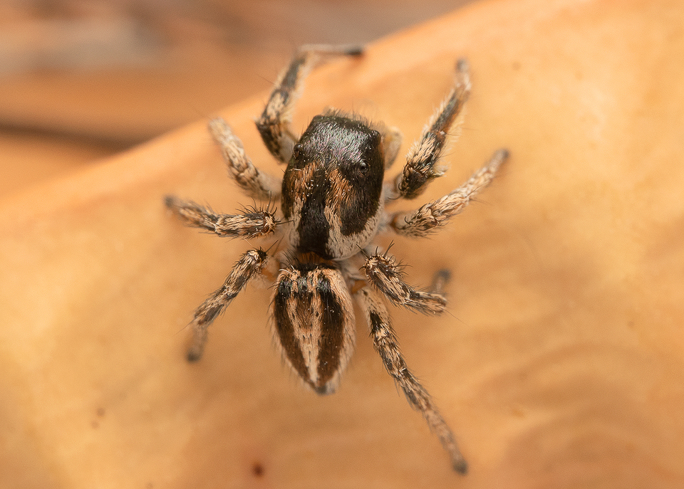 Habronattus tarsalis