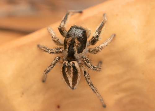 Habronattus tarsalis