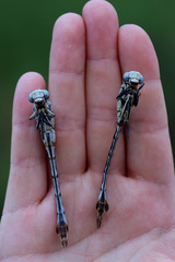 Lindenia tetraphylla