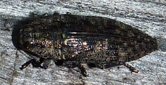 Dicerca obscura