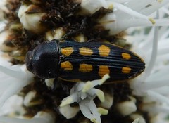 Castiarina xanthopilosa