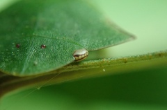 Tituria planata