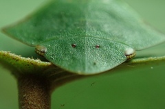 Tituria planata