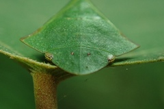 Tituria planata