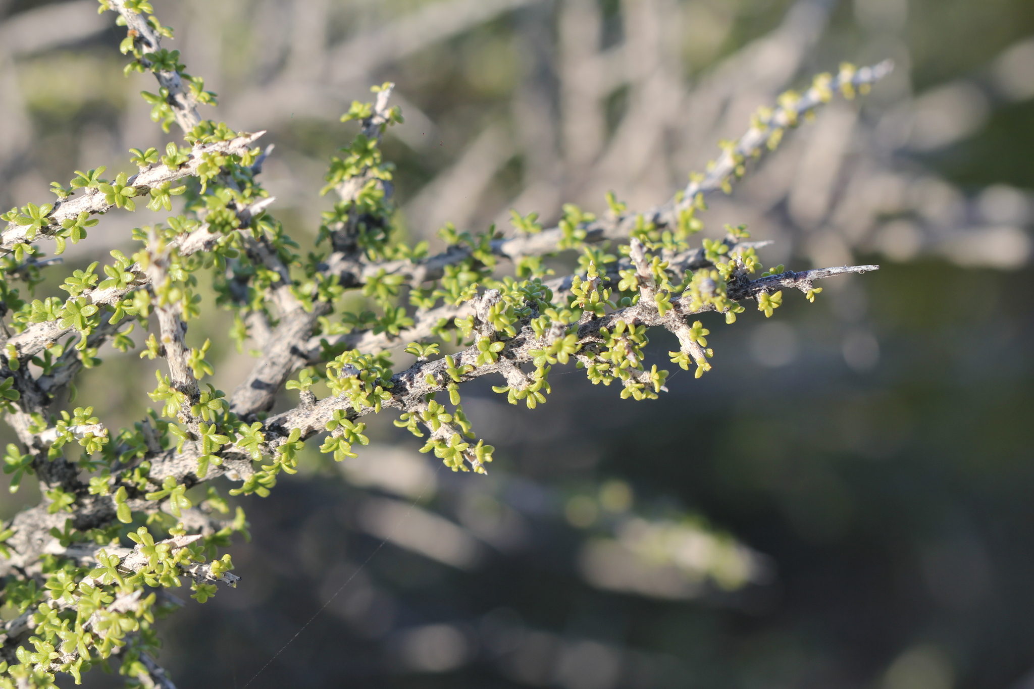 Lycium ameghinoi