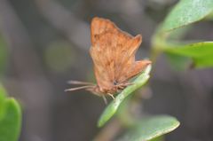Aphnaeinae
