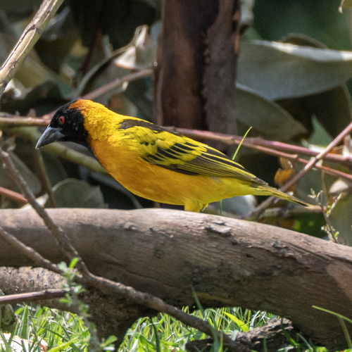 Village Weaver