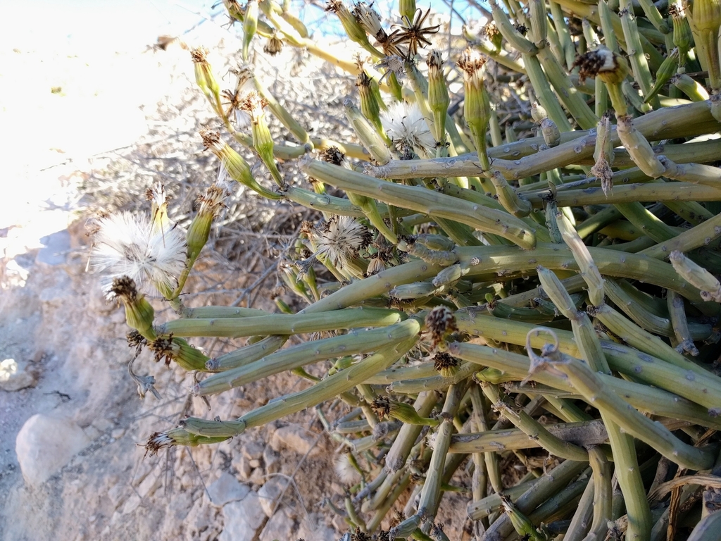 Senecio anteuphorbium 2