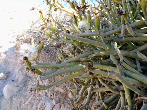 Senecio anteuphorbium (L.) Sch.Bip. 2