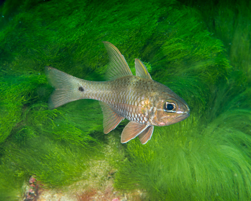 Norfolk cardinalfish (Ostorhinchus norfolcensis) — Apogonidae