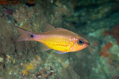 Brassy Cardinalfish photo 3